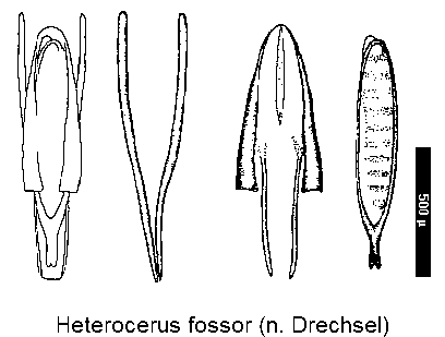 heterocerus_fossor.gif