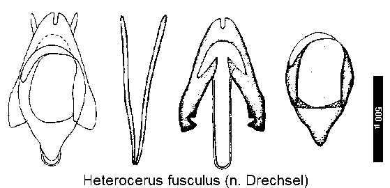 heterocerus_fusculus.gif