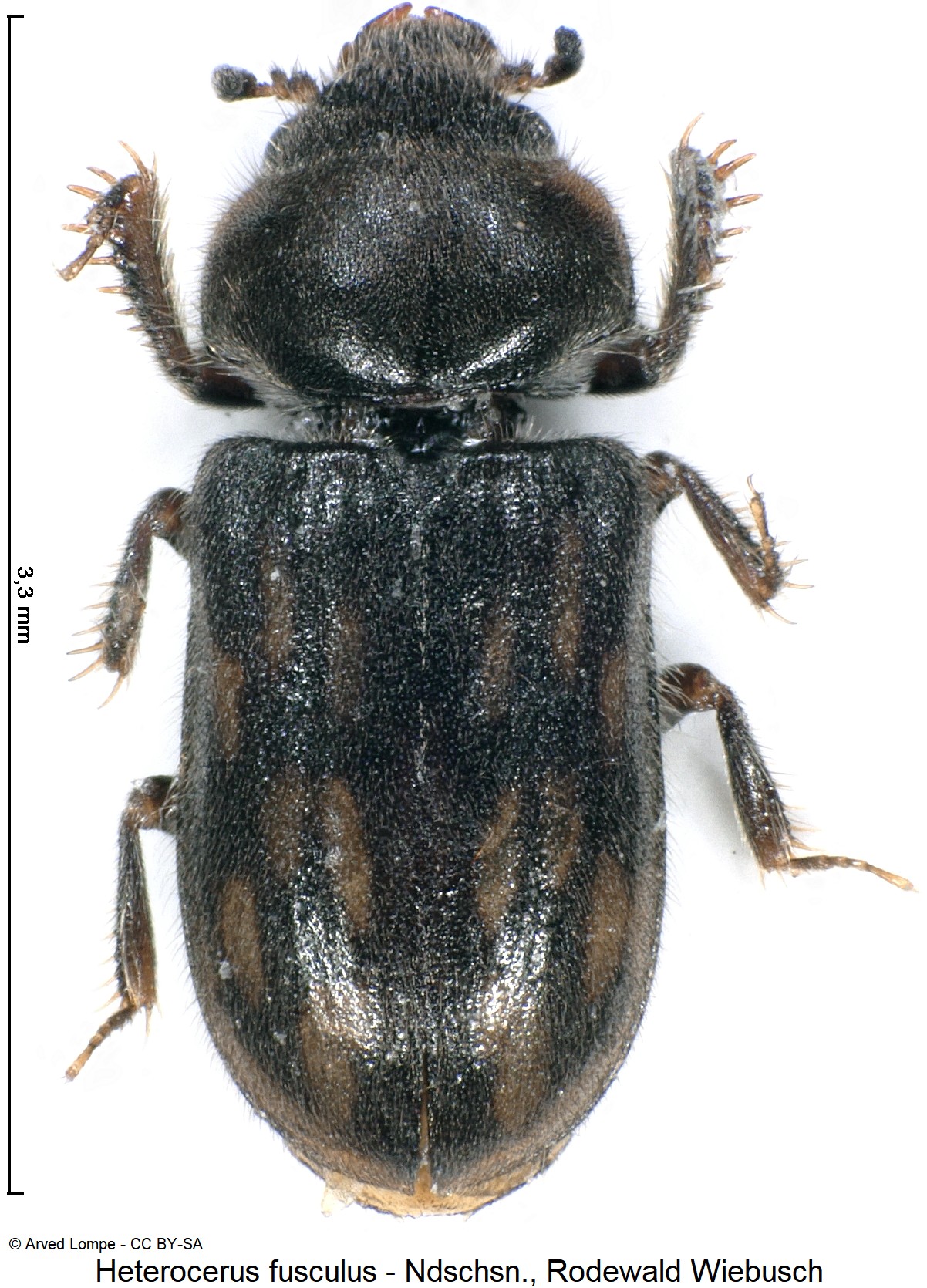 heterocerus_fusculus_ck35345147_hab.jpg