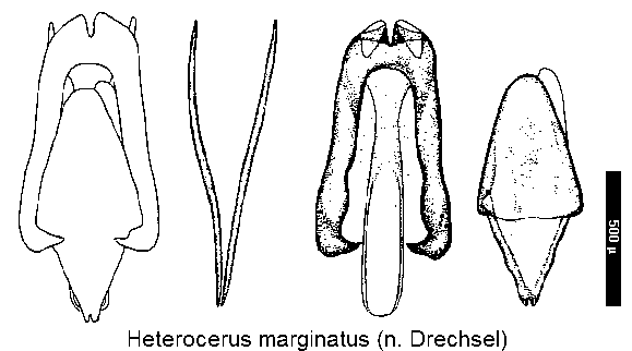 heterocerus_marginatus.gif