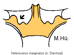 heterocerus_marginatus_mbr.gif