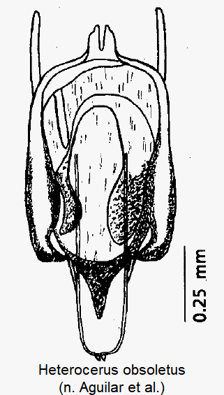heterocerus_obsoletus2.gif