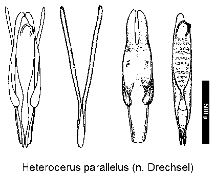 heterocerus_parallelus.gif