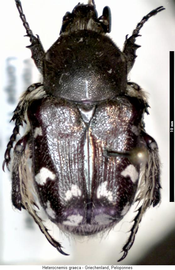 heterocnemis_graeca_hab.jpg