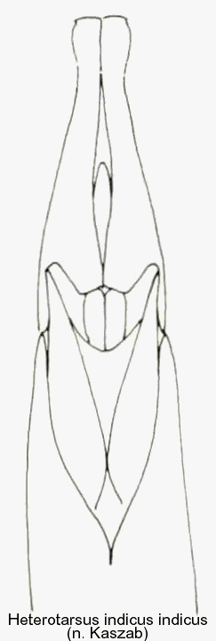 heterotarsus_indicus_sstr_aed.gif
