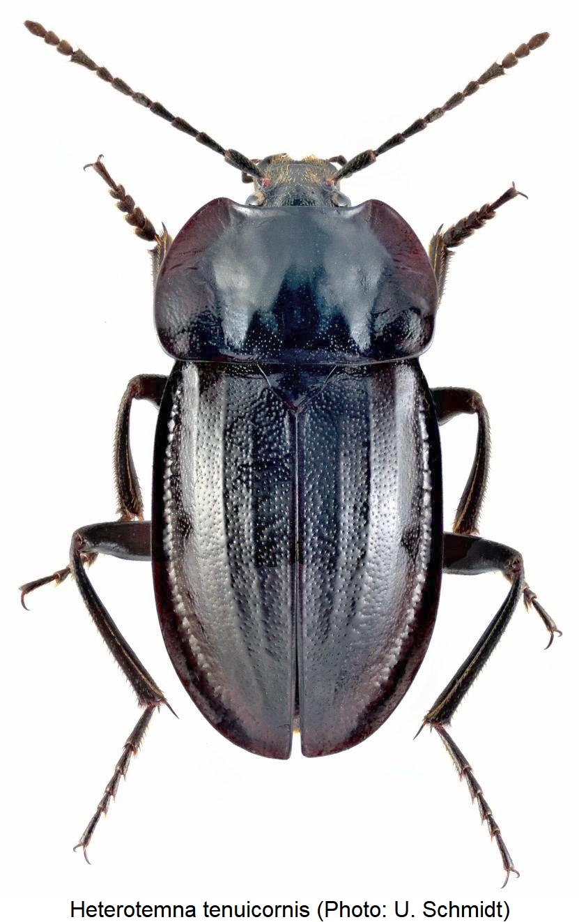 heterotemna_tenuicornis_hab.jpg