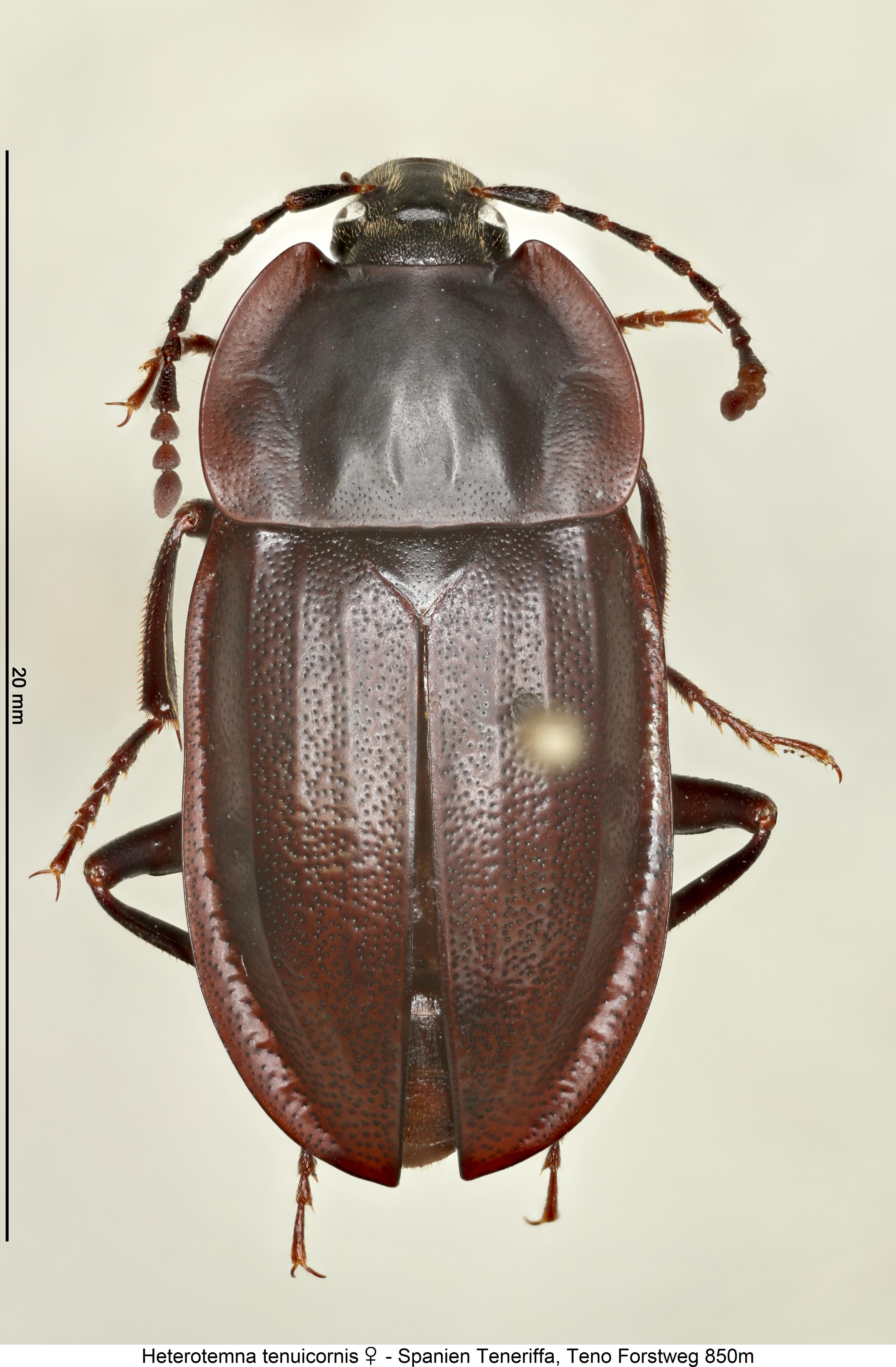 heterotemna_tenuicornis_w_hab.jpg