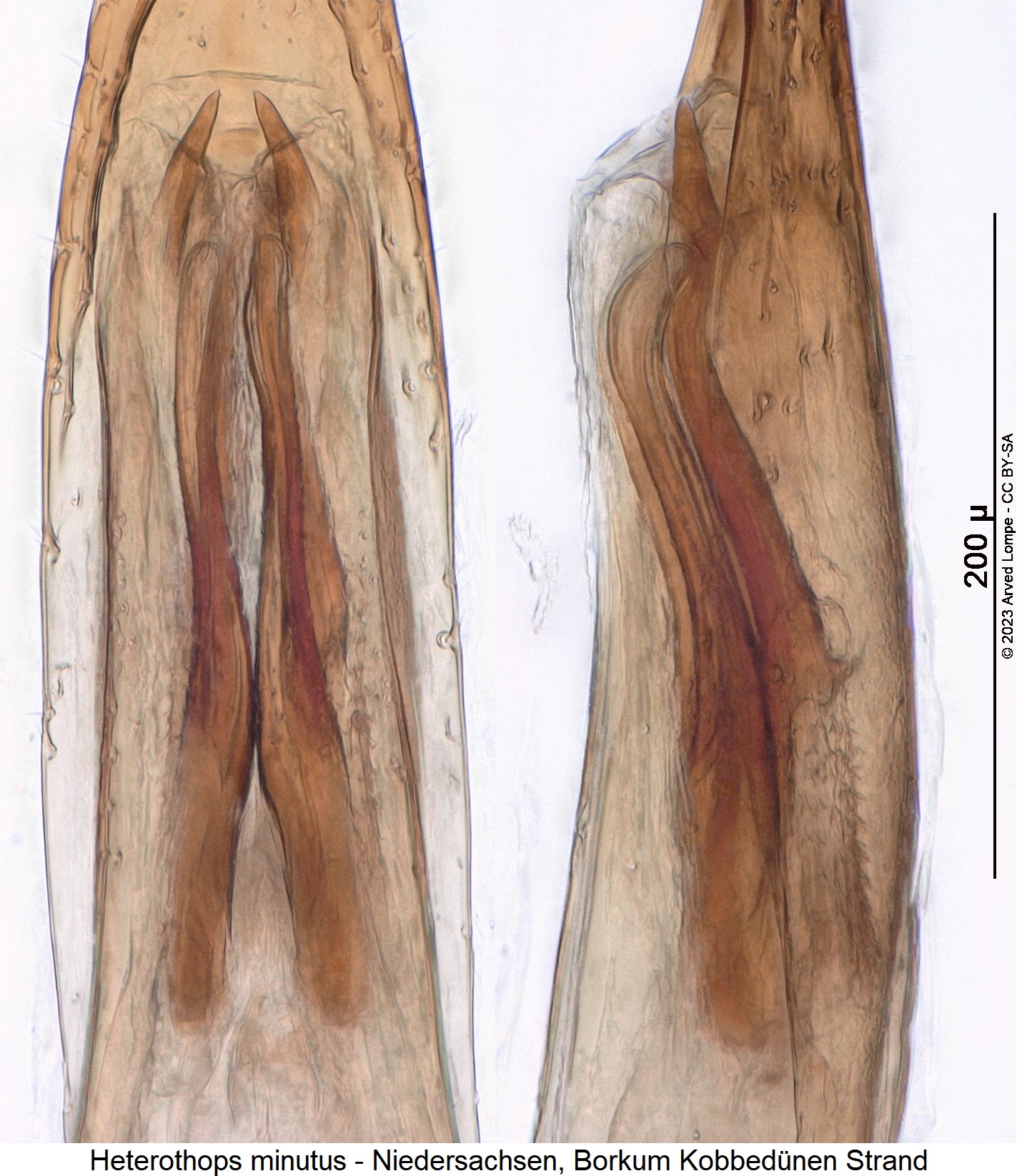 heterothops_minutus_pc.jpg