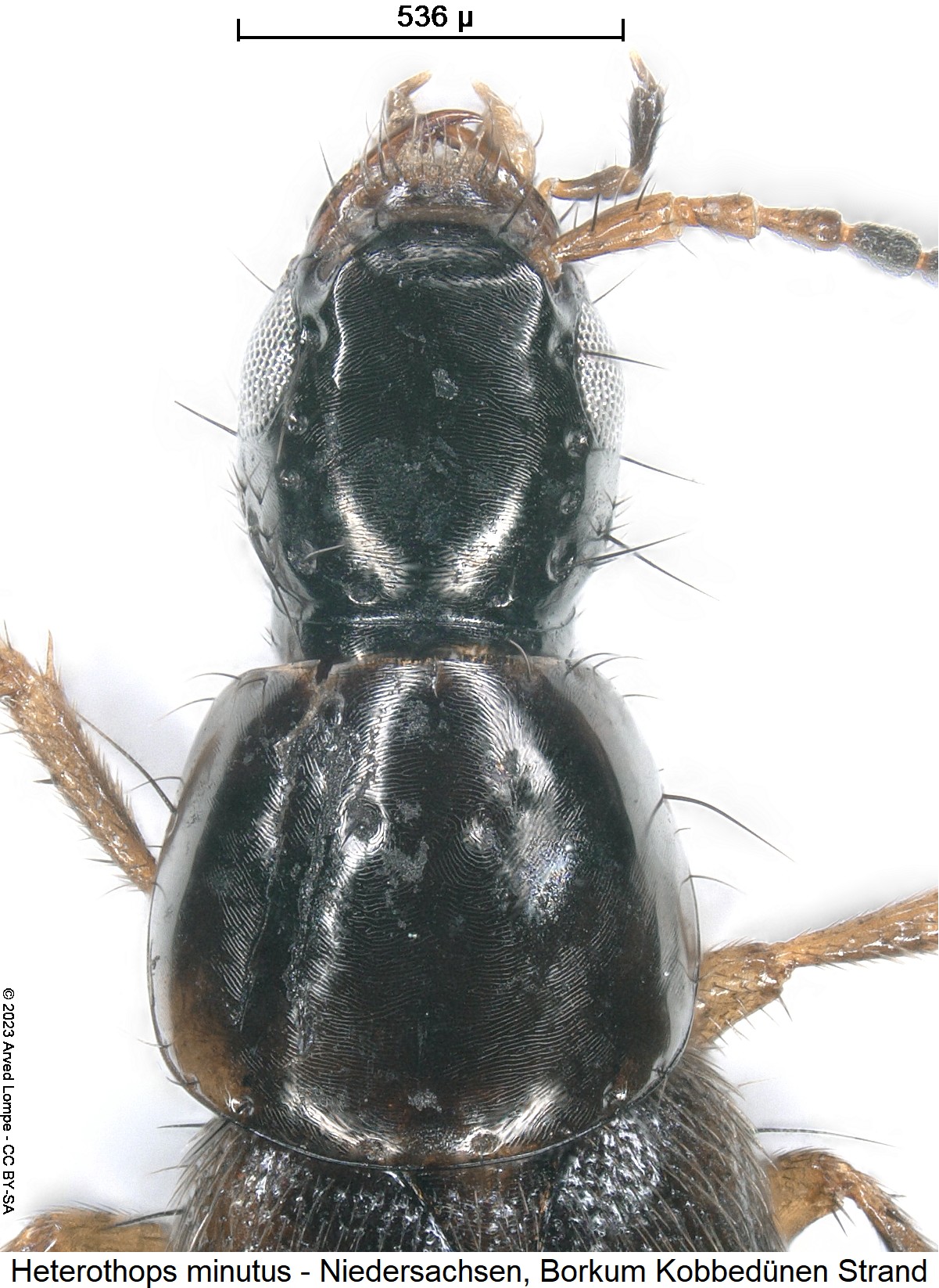 heterothops_minutus_vk.jpg