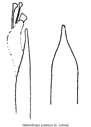 heterothops_praevius.gif