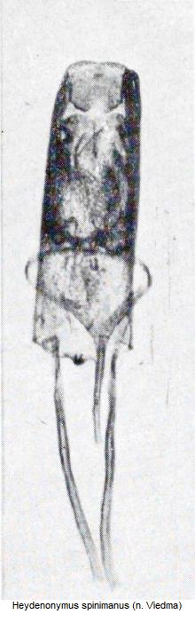 heydeneonymus_spinimanus.jpg