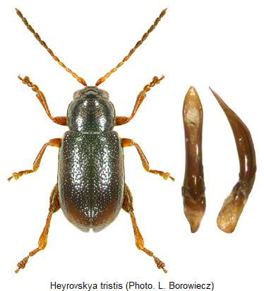heyrovskya_tristis_hab.jpg