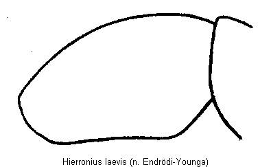hierronius_laevis_sa.gif