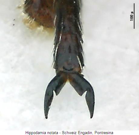 hippodamia_notata_tr.jpg