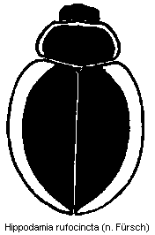 hippodamia_rufocincta_hab.gif