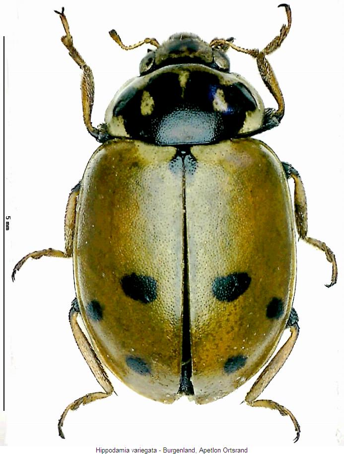 hippodamia_variegata_hab.jpg