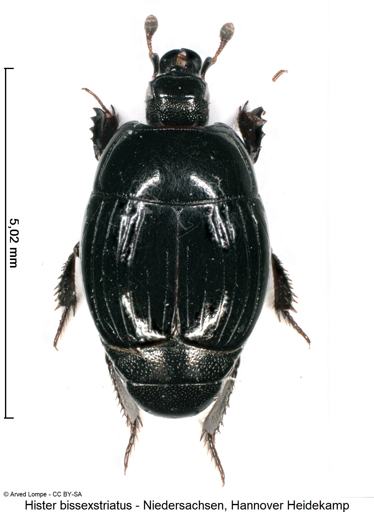 hister_bissexstriatus_$29685875_hab.jpg