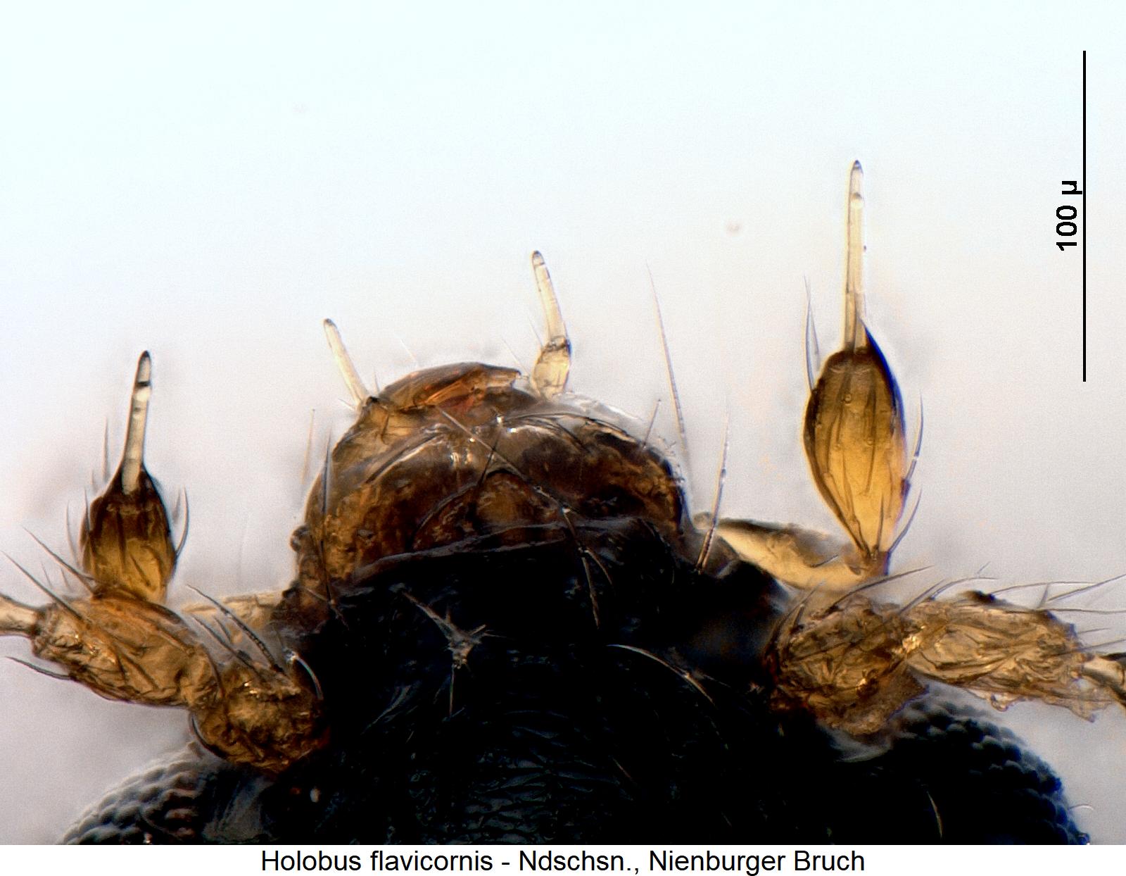 holobus_flavicornis_ts.jpg