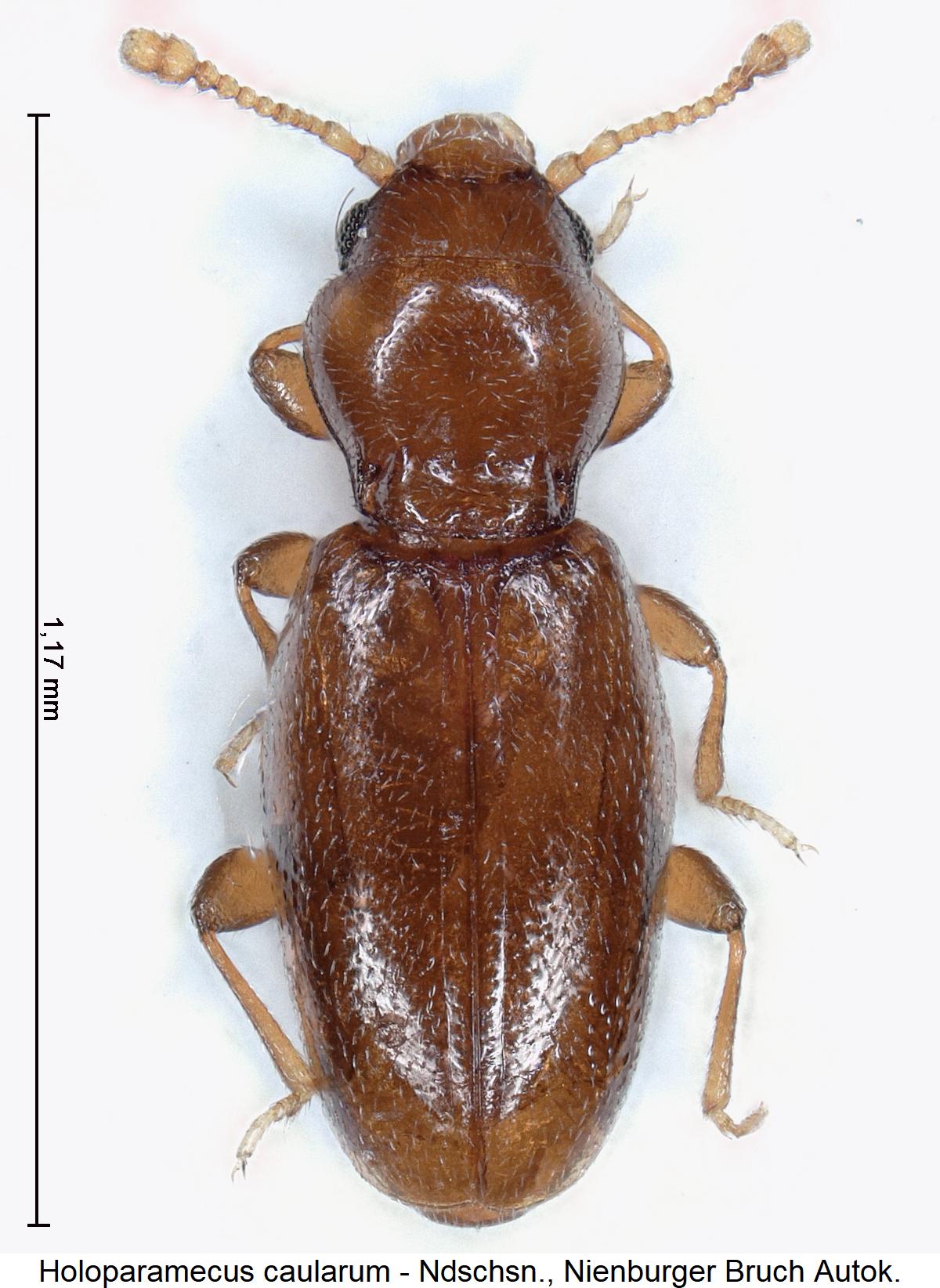 holoparamecus_caularum_hab2.jpg