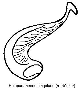 holoparamecus_singularis.gif