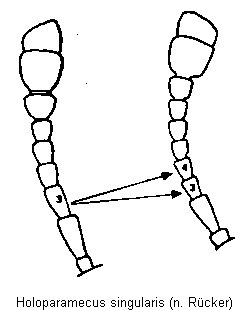 holoparamecus_singularis_f.gif