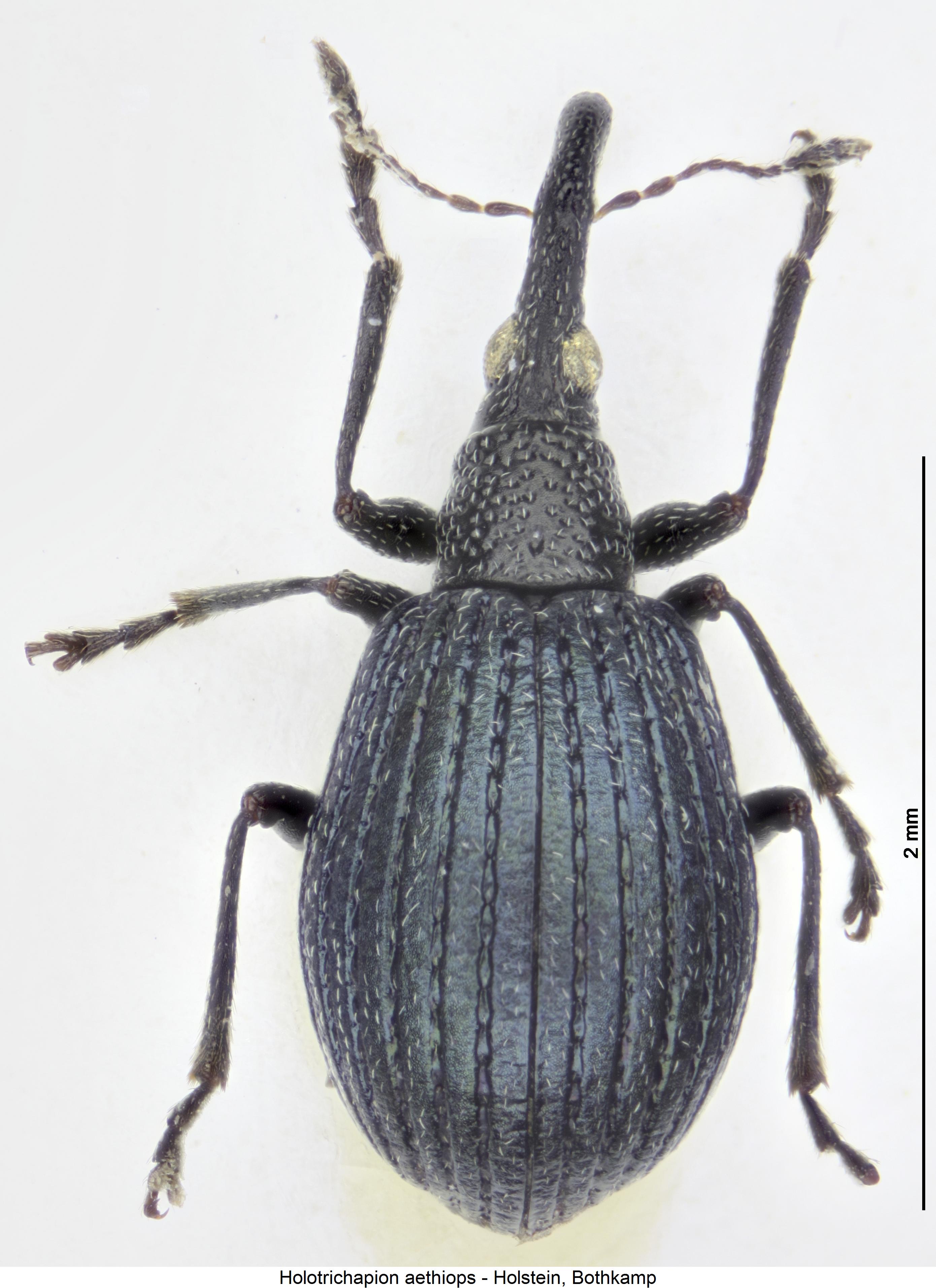 holotrichapion_aethiops_hab.jpg