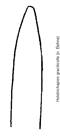 holotrichapion_gracilicolle.gif