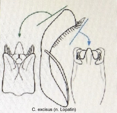 homalopus_excisus_aed.jpg