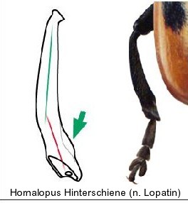 homalopus_hinterschiene1.jpg