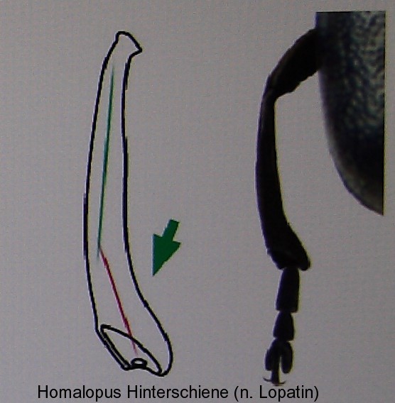 homalopus_hinterschiene2.jpg