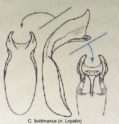 homalopus_lividimanus_aed.jpg