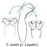 homalopus_loebli_aed.jpg