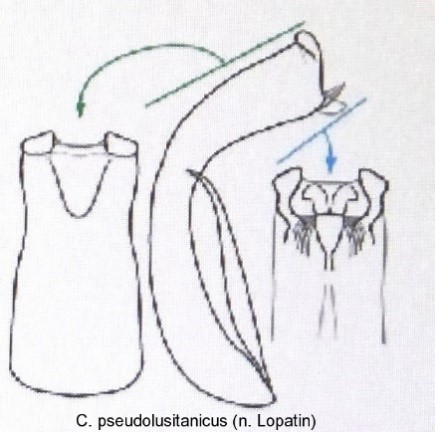 homalopus_pseudolusitanicus_aed.jpg
