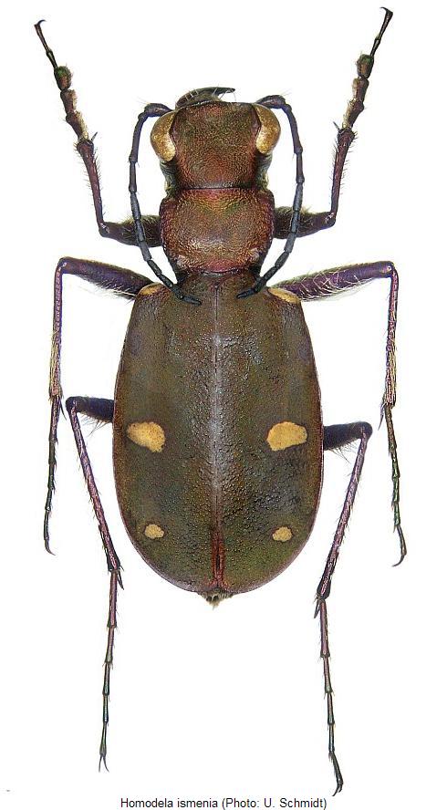 homodela_ismenia_hab.jpg