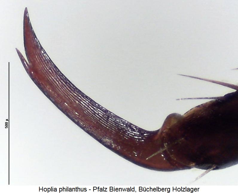 hoplia_philanthus_hkl.jpg