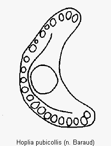 hoplia_pubicollis_hschn.gif