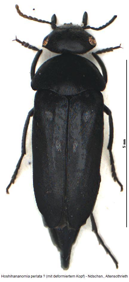 hoshihananomia_perlata2_hab.jpg