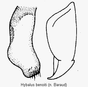 hybalus_benoiti.gif