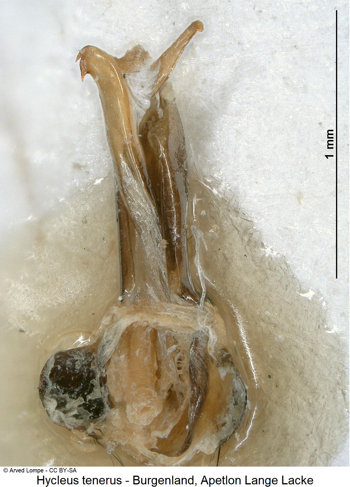 hycleus_tenerus_$9814.jpg