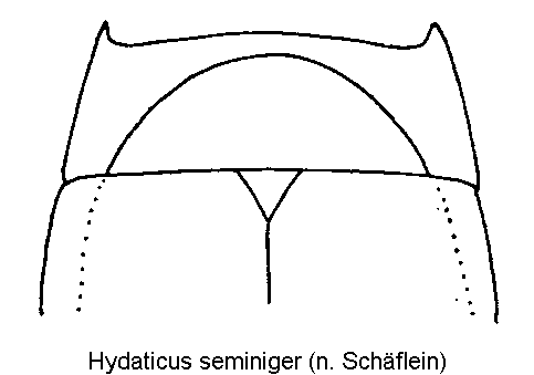 hydaticus_seminiger_hsch.gif