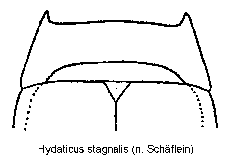 hydaticus_stagnalis_hsch.gif