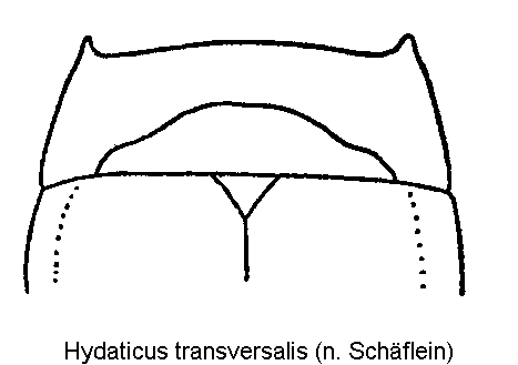 hydaticus_transversalis_hsch.gif