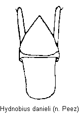 hydnobius_danieli.gif