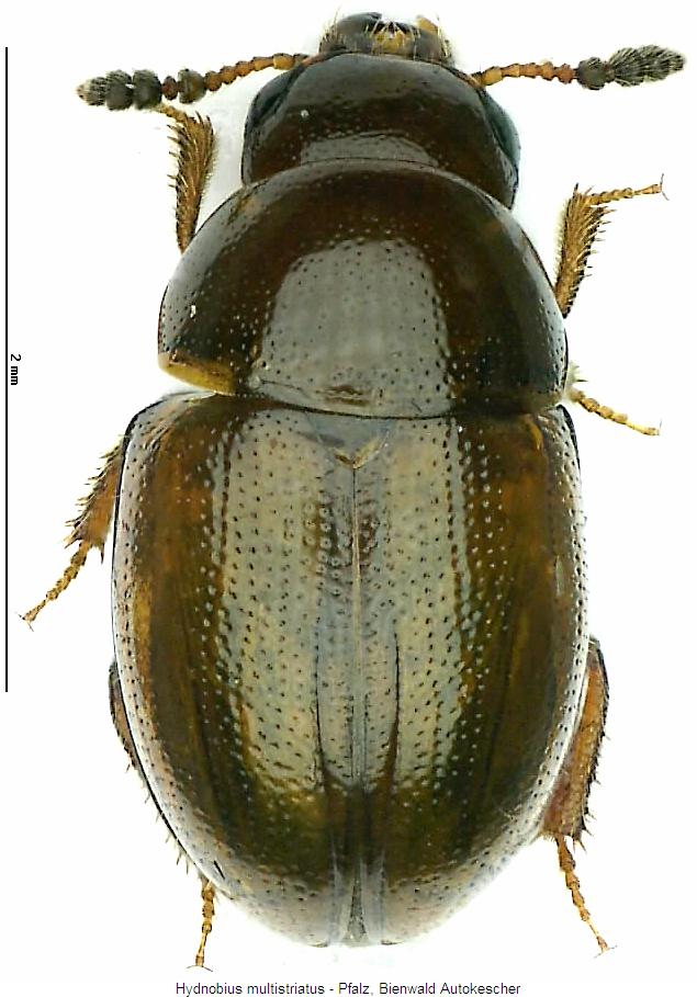 hydnobius_multistriatus_hab.jpg