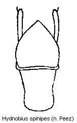 hydnobius_spinipes.gif