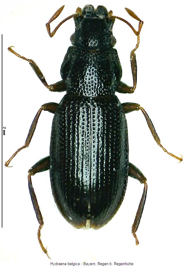 hydraena_belgica_hab.jpg