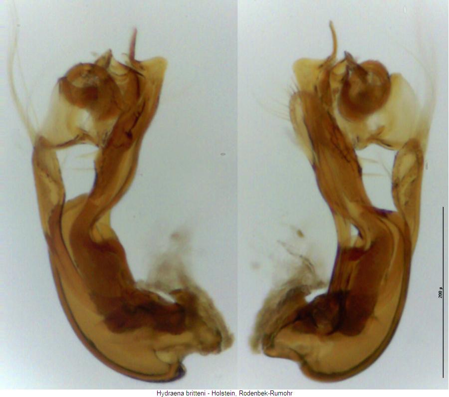 hydraena_britteni.jpg