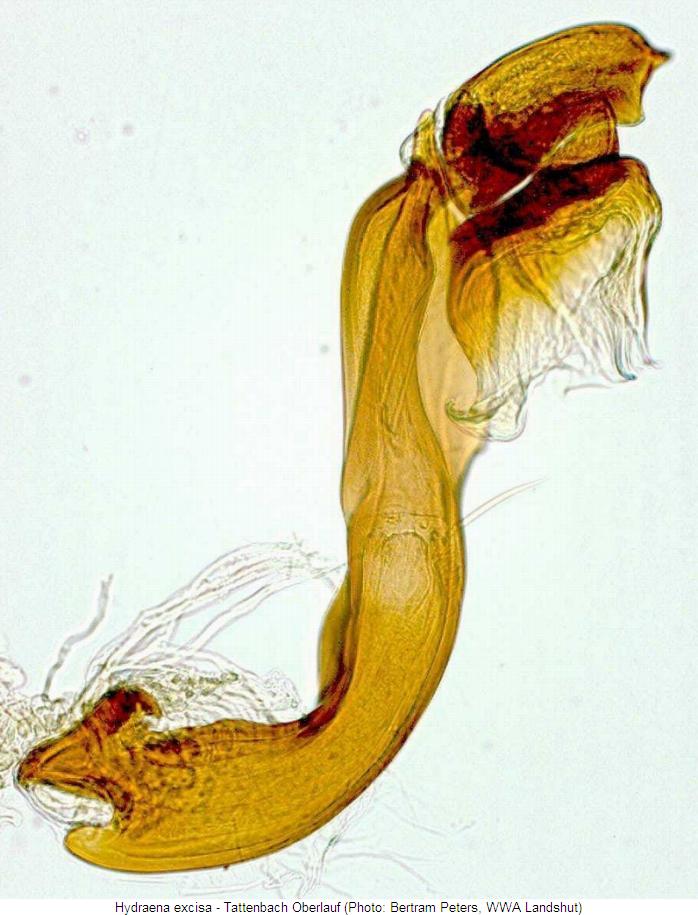 hydraena_excisa2.jpg