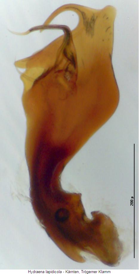 hydraena_lapidicola.jpg