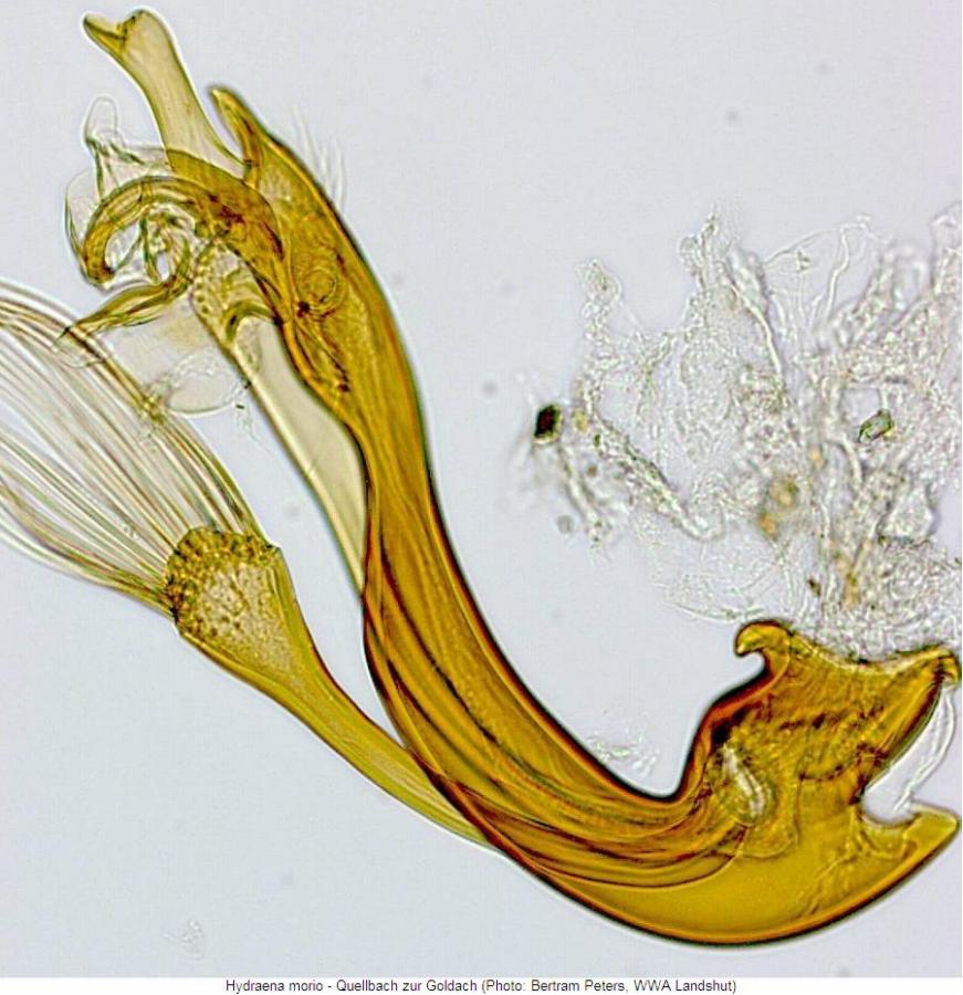 hydraena_morio2.jpg